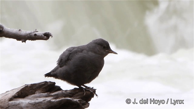 Grauwasseramsel [mexicanus-Gruppe] - ML201447801