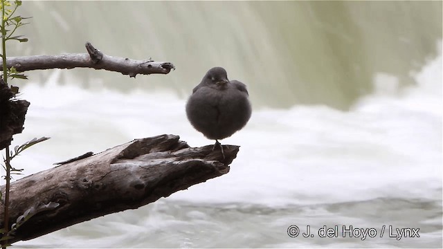 Grauwasseramsel [mexicanus-Gruppe] - ML201447811