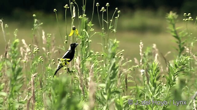 Bobolink - ML201447881