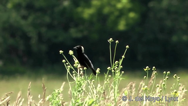 Bobolink - ML201447891