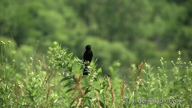 Bobolink - ML201447901