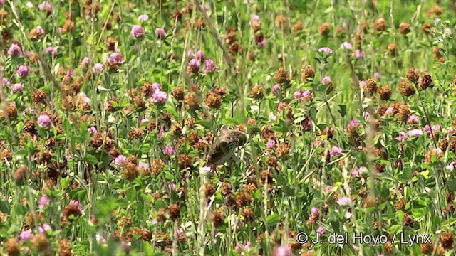 Savannah Sparrow (Savannah) - ML201447911