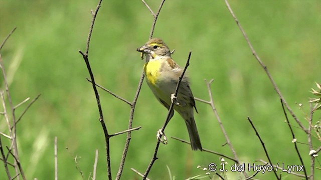 Dickcissel - ML201447921