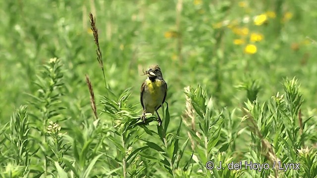 Dickcissel - ML201447931