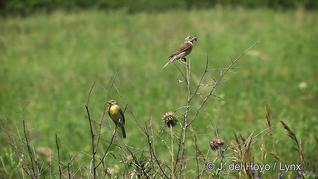 Dickcissel - ML201447941