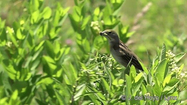 Dickcissel - ML201447951