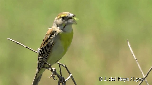 Dickcissel - ML201447961