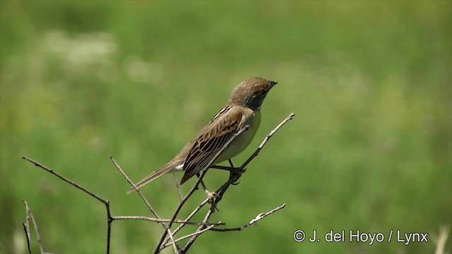 Dickcissel - ML201447971