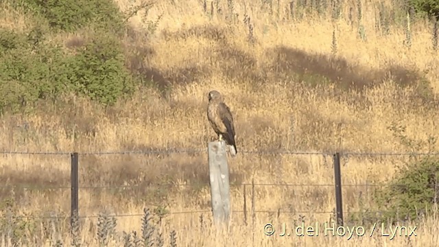 Swamp Harrier - ML201448011