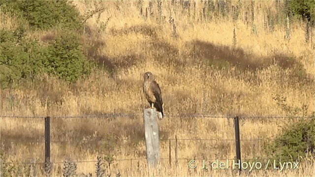 Swamp Harrier - ML201448021