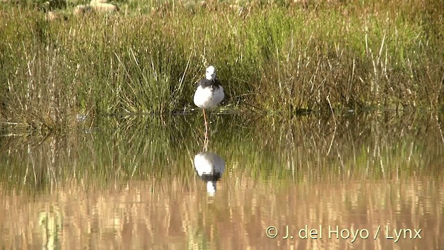 Pied Stilt - ML201448041