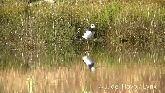 Pied Stilt - ML201448051