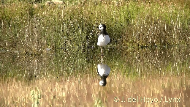 Pied Stilt - ML201448061