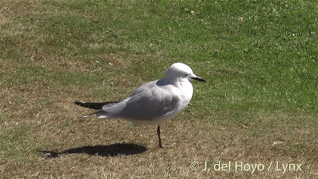 Black-billed Gull - ML201448091