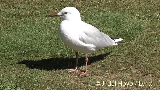 Black-billed Gull - ML201448101