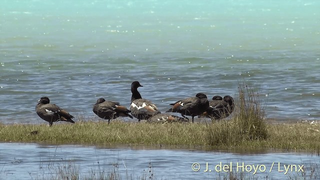 Paradise Shelduck - ML201448121