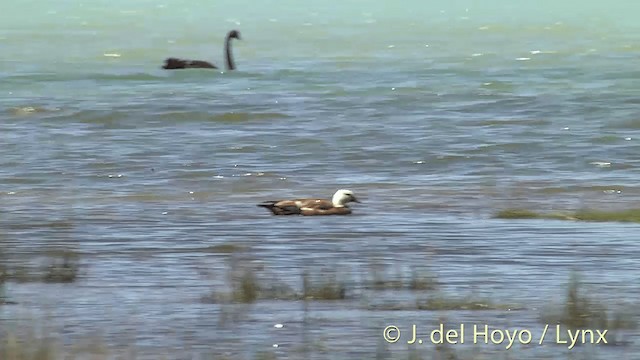 Paradise Shelduck - ML201448131