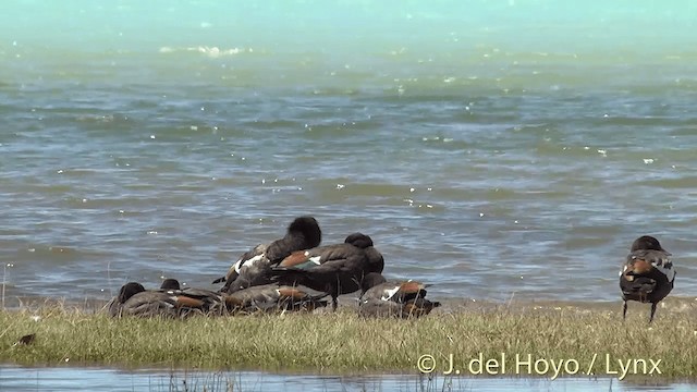 Paradise Shelduck - ML201448141