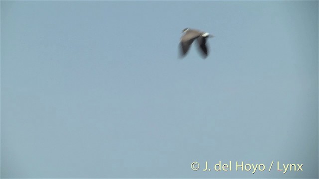 Masked Lapwing (Black-shouldered) - ML201448161