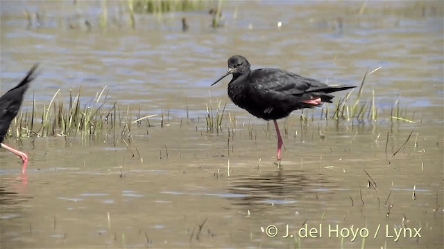 Black Stilt - ML201448171