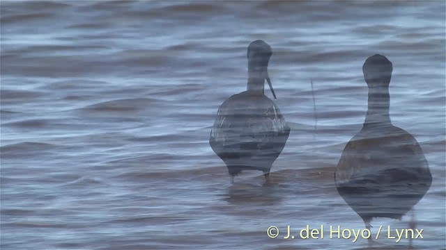 Black Stilt - ML201448181