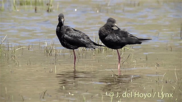 Black Stilt - ML201448191