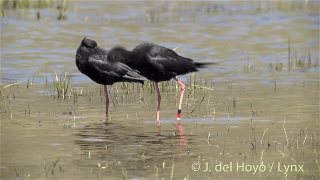 Black Stilt - ML201448211