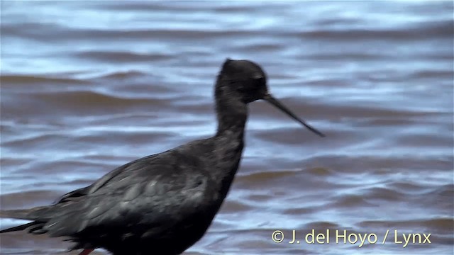 Cigüeñuela Negra - ML201448221