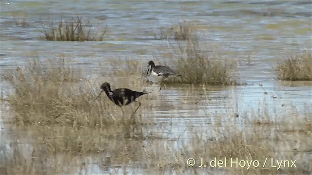 Cigüeñuela Negra - ML201448231