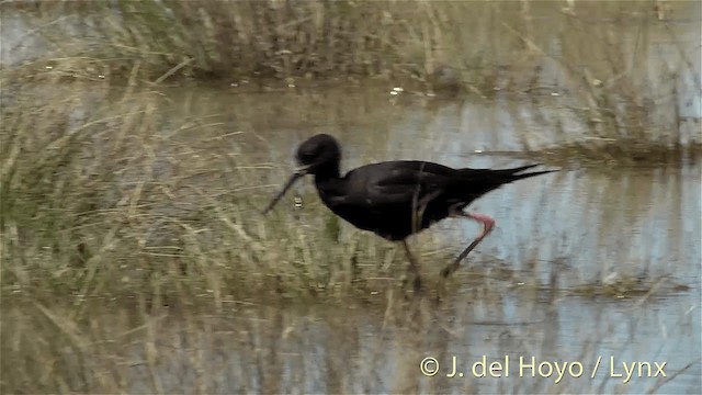 Black Stilt - ML201448241