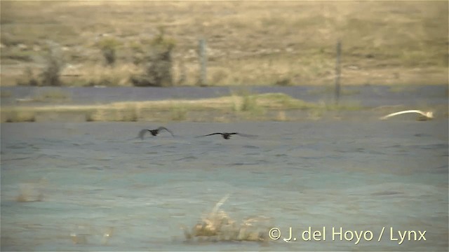 Black Stilt - ML201448251