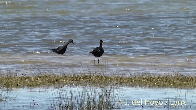 Cigüeñuela Negra - ML201448261