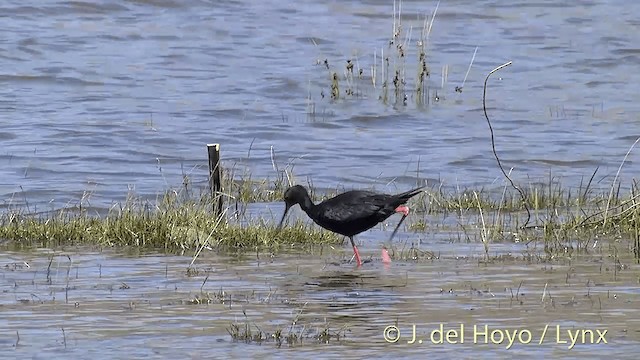 Cigüeñuela Negra - ML201448271