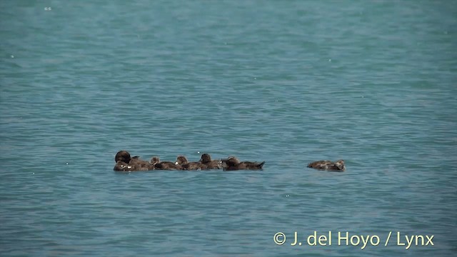 New Zealand Scaup - ML201448301