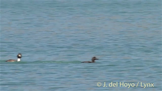 New Zealand Scaup - ML201448311