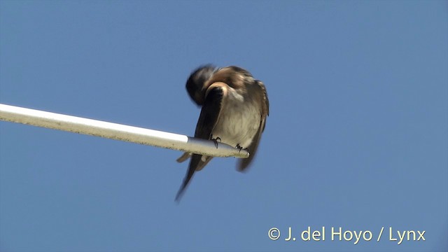 Welcome Swallow - ML201448391