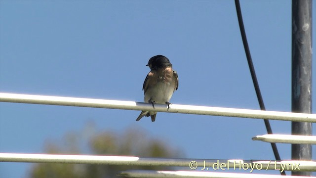 Golondrina Australiana - ML201448401