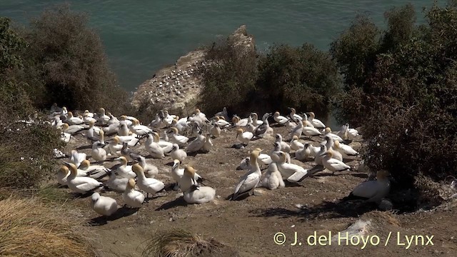 Australasian Gannet - ML201448561