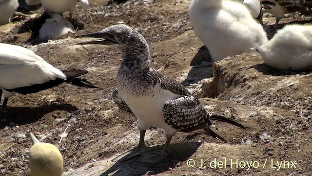 Australasian Gannet - ML201448571