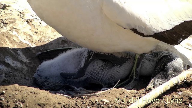 Australasian Gannet - ML201448591