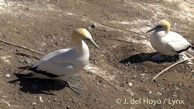 Alcatraz Australiano - ML201448611