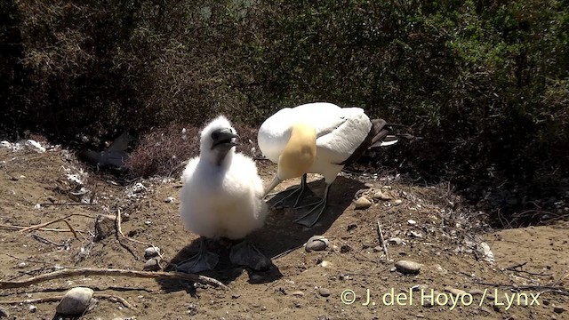 Australasian Gannet - ML201448621