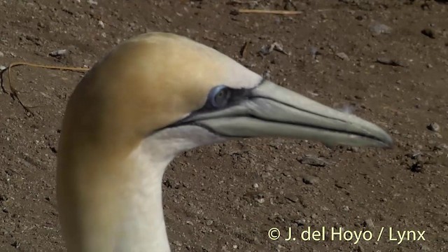 Australasian Gannet - ML201448631