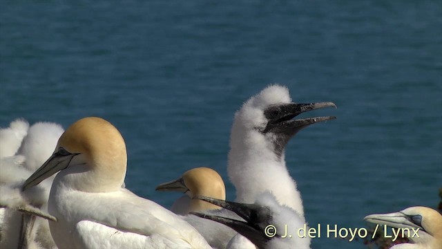 Alcatraz Australiano - ML201448641