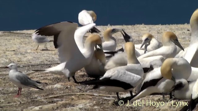 Alcatraz Australiano - ML201448651