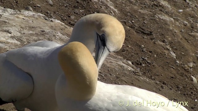 Australasian Gannet - ML201448661