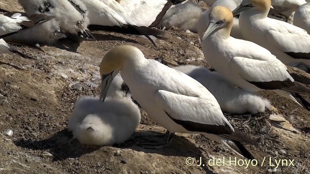 Australasian Gannet - ML201448671