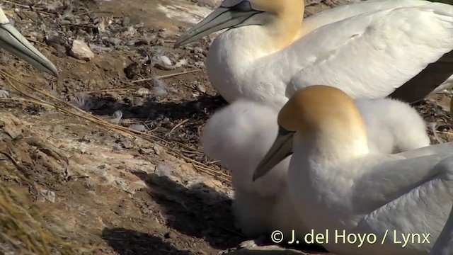 Australasian Gannet - ML201448681