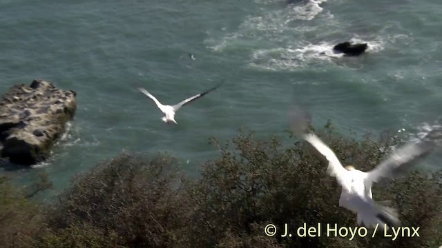 Australasian Gannet - ML201448691