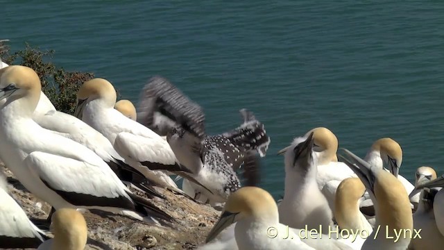 Alcatraz Australiano - ML201448701